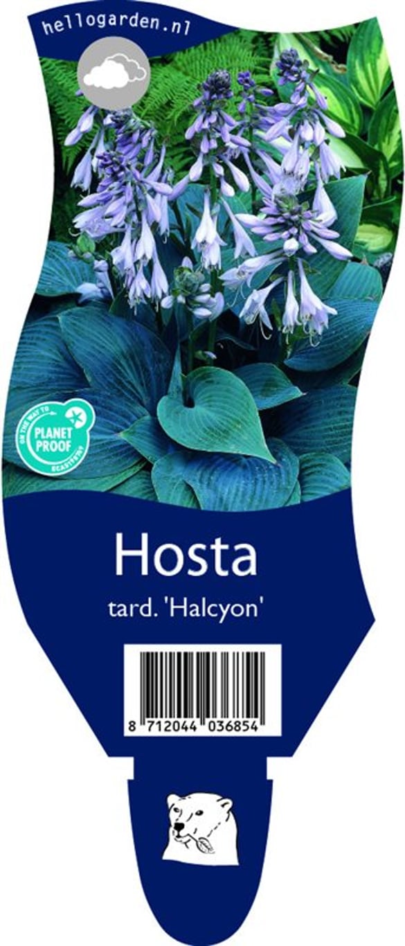 Hosta 'Halcyon' - P11